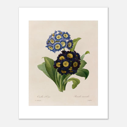 Planche botanique Oreilles d’Ours (Primula Auricula) de Redouté (40x50 cm). Planche d'herbier illustrée par Pierre-Joseph Redouté, montrant des fleurs bleues et violettes denses de "Oreilles d’Ours" (Primula auricula) avec des feuilles vertes.