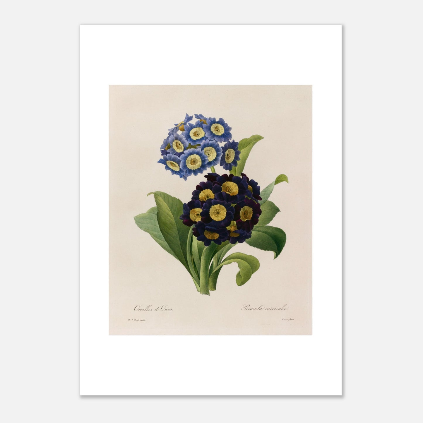 Planche botanique Oreilles d’Ours (Primula Auricula) de Redouté (42x59,4 cm (A2)). Planche d'herbier illustrée par Pierre-Joseph Redouté, montrant des fleurs bleues et violettes denses de "Oreilles d’Ours" (Primula auricula) avec des feuilles vertes.