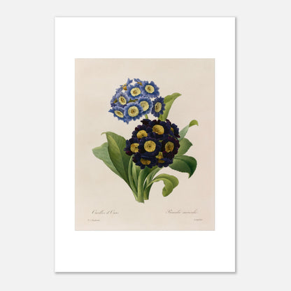 Planche botanique Oreilles d’Ours (Primula Auricula) de Redouté (42x59,4 cm (A2)). Planche d'herbier illustrée par Pierre-Joseph Redouté, montrant des fleurs bleues et violettes denses de "Oreilles d’Ours" (Primula auricula) avec des feuilles vertes.