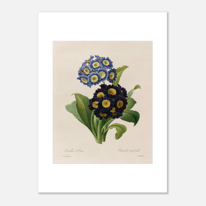 Planche botanique Oreilles d’Ours (Primula Auricula) de Redouté (50x70 cm). Planche d'herbier illustrée par Pierre-Joseph Redouté, montrant des fleurs bleues et violettes denses de "Oreilles d’Ours" (Primula auricula) avec des feuilles vertes.