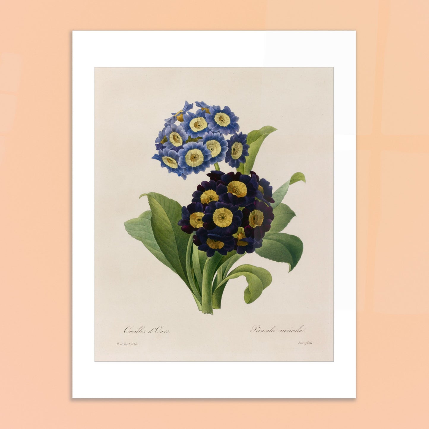 Planche botanique Oreilles d’Ours (Primula Auricula) de Redouté. Planche d'herbier illustrée par Pierre-Joseph Redouté, montrant des fleurs bleues et violettes denses de "Oreilles d’Ours" (Primula auricula) avec des feuilles vertes. Image d'illustration 6