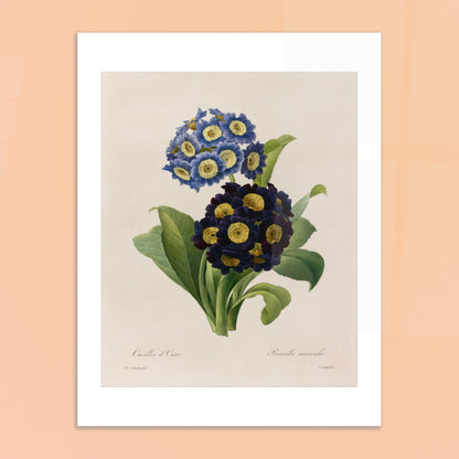 Planche botanique Oreilles d’Ours (Primula Auricula) de Redouté. Planche d'herbier illustrée par Pierre-Joseph Redouté, montrant des fleurs bleues et violettes denses de "Oreilles d’Ours" (Primula auricula) avec des feuilles vertes. Image d'illustration 6