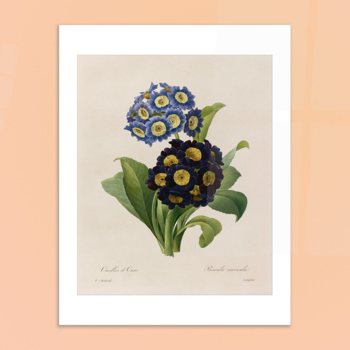 Botanical Plate Bear's Ear (Primula Auricula) by Redouté. Herbarium plate illustrated by Pierre-Joseph Redouté, showing dense blue and purple flowers of 'Oreilles d’Ours' (Primula auricula) with green leaves.