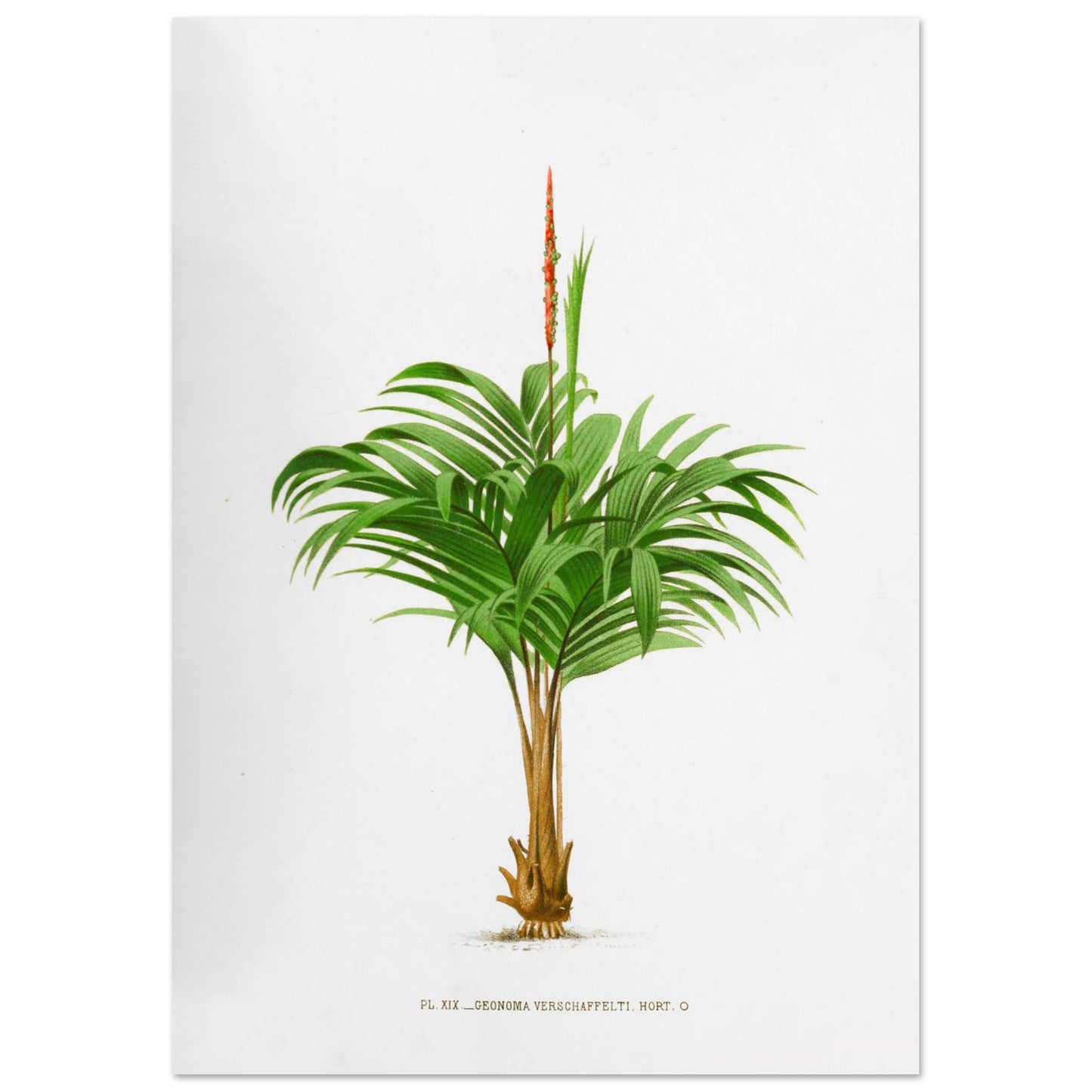 Planche botanique ancienne du Calyptrogyne Ghiesbreghtii (29,7x42 cm (A3)). Illustration botanique ancienne du palmier Calyptrogyne Ghiesbreghtii avec une fleur rouge.