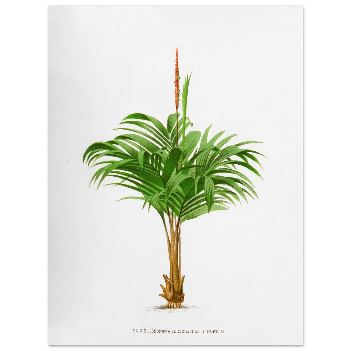Planche botanique ancienne du Calyptrogyne Ghiesbreghtii (30x40 cm). Illustration botanique ancienne du palmier Calyptrogyne Ghiesbreghtii avec une fleur rouge.