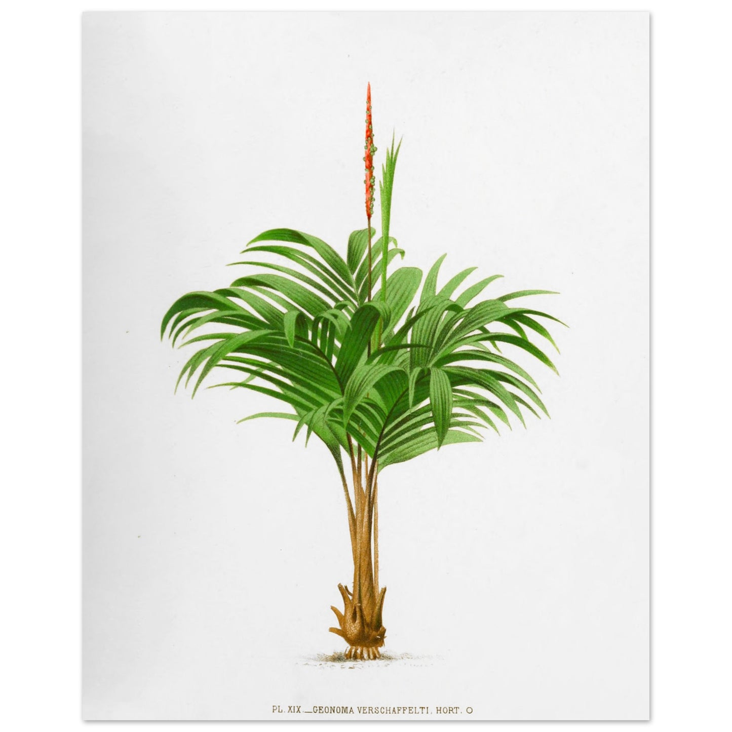 Planche botanique ancienne du Calyptrogyne Ghiesbreghtii (40x50 cm). Illustration botanique ancienne du palmier Calyptrogyne Ghiesbreghtii avec une fleur rouge.