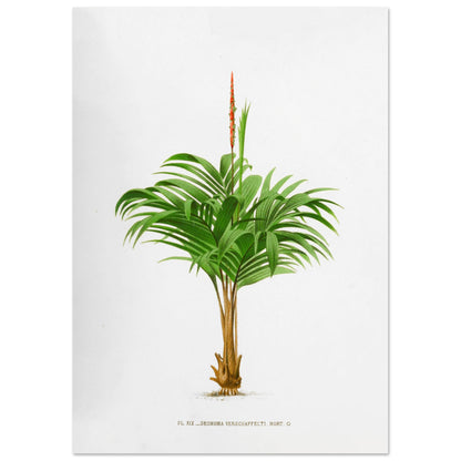 Planche botanique ancienne du Calyptrogyne Ghiesbreghtii (42x59,4 cm (A2)). Illustration botanique ancienne du palmier Calyptrogyne Ghiesbreghtii avec une fleur rouge.