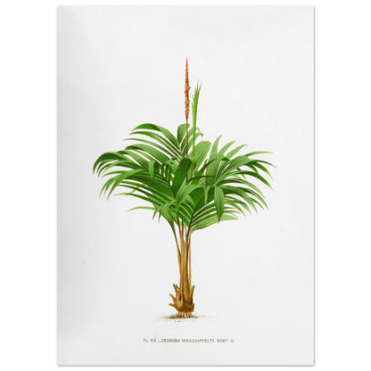 Planche botanique ancienne du Calyptrogyne Ghiesbreghtii (50x70 cm). Illustration botanique ancienne du palmier Calyptrogyne Ghiesbreghtii avec une fleur rouge.