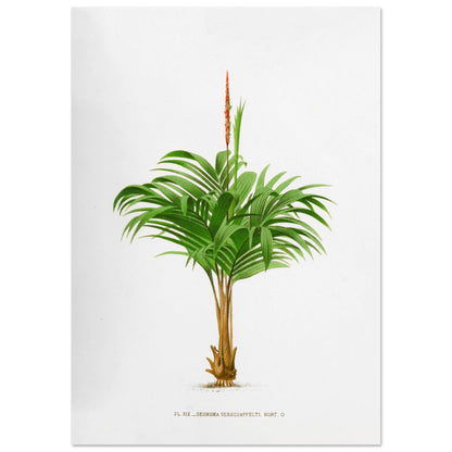 Planche botanique ancienne du Calyptrogyne Ghiesbreghtii (59,4x84,1 cm (A1)). Illustration botanique ancienne du palmier Calyptrogyne Ghiesbreghtii avec une fleur rouge.
