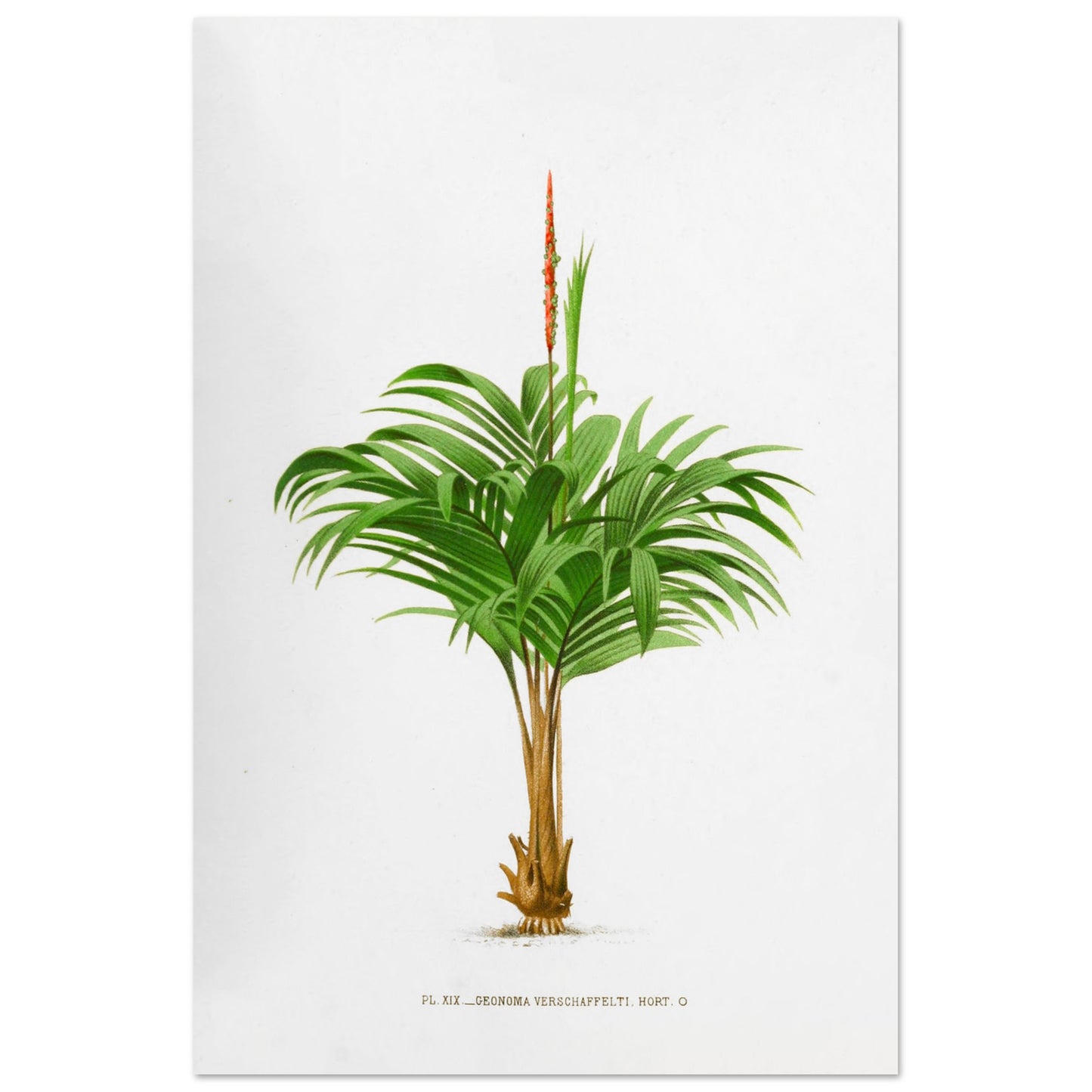 Planche botanique ancienne du Calyptrogyne Ghiesbreghtii (60x90 cm). Illustration botanique ancienne du palmier Calyptrogyne Ghiesbreghtii avec une fleur rouge.