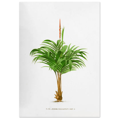 Planche botanique ancienne du Calyptrogyne Ghiesbreghtii (70x100 cm). Illustration botanique ancienne du palmier Calyptrogyne Ghiesbreghtii avec une fleur rouge.