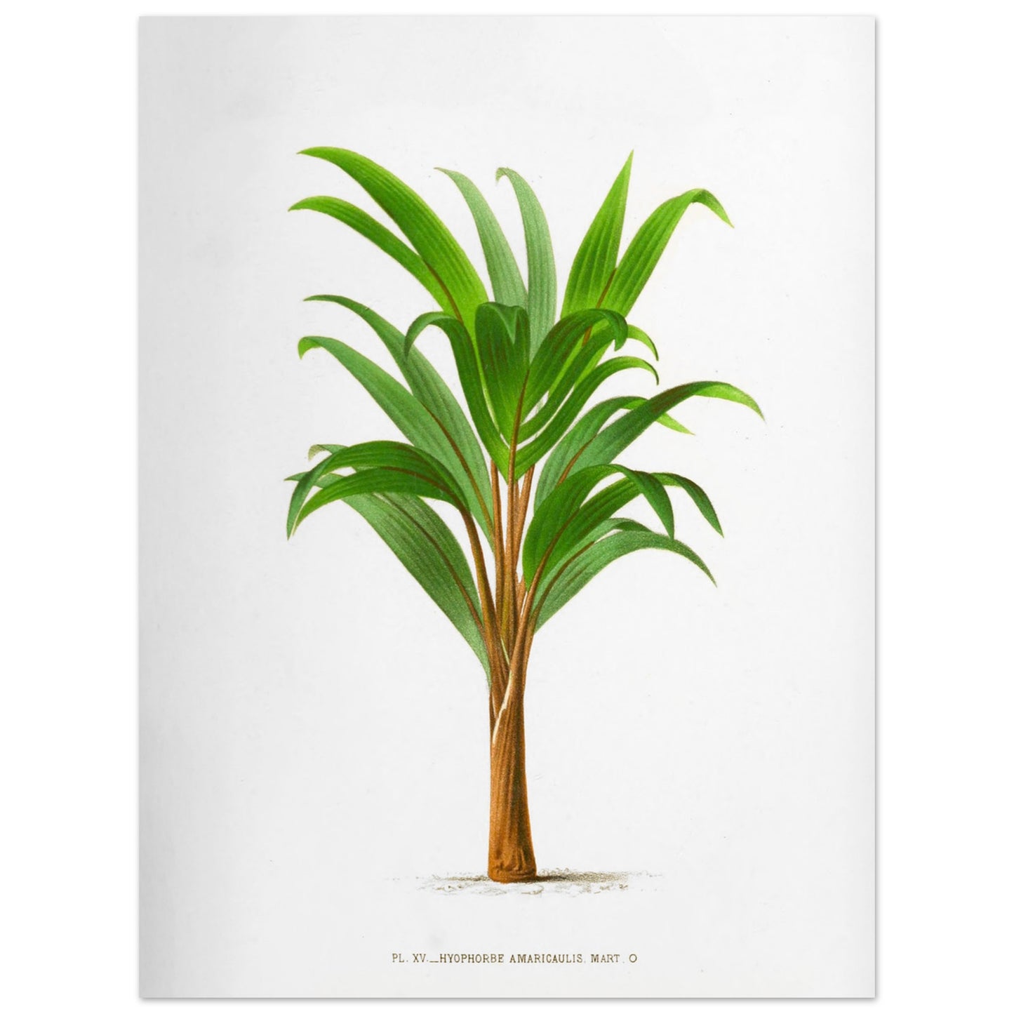 Hyophorbe Amaricaulis - Planche botanique ancienne de l'île Bourbon (30x40 cm). Illustration botanique ancienne d'un palmier Hyophorbe Amaricaulis aux feuilles vertes et au tronc brun.