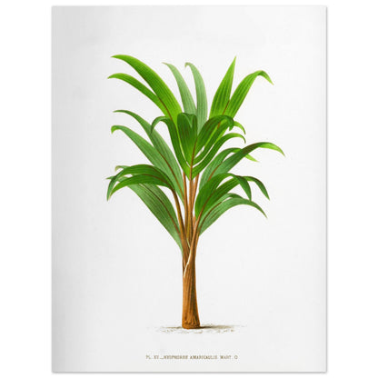 Hyophorbe Amaricaulis - Planche botanique ancienne de l'île Bourbon (30x40 cm). Illustration botanique ancienne d'un palmier Hyophorbe Amaricaulis aux feuilles vertes et au tronc brun.
