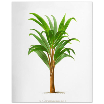 Hyophorbe Amaricaulis - Planche botanique ancienne de l'île Bourbon (40x50 cm). Illustration botanique ancienne d'un palmier Hyophorbe Amaricaulis aux feuilles vertes et au tronc brun.