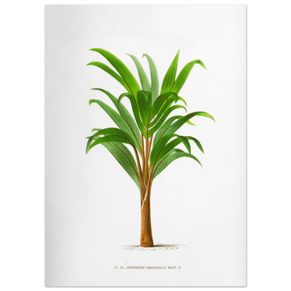 Hyophorbe Amaricaulis - Planche botanique ancienne de l'île Bourbon (50x70 cm). Illustration botanique ancienne d'un palmier Hyophorbe Amaricaulis aux feuilles vertes et au tronc brun.