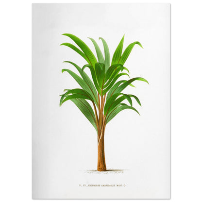 Hyophorbe Amaricaulis - Planche botanique ancienne de l'île Bourbon (59,4x84,1 cm (A1)). Illustration botanique ancienne d'un palmier Hyophorbe Amaricaulis aux feuilles vertes et au tronc brun.