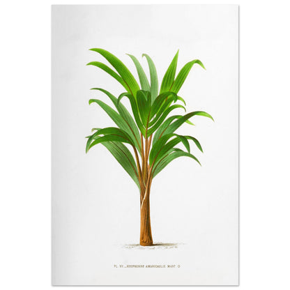 Hyophorbe Amaricaulis - Planche botanique ancienne de l'île Bourbon (60x90 cm). Illustration botanique ancienne d'un palmier Hyophorbe Amaricaulis aux feuilles vertes et au tronc brun.