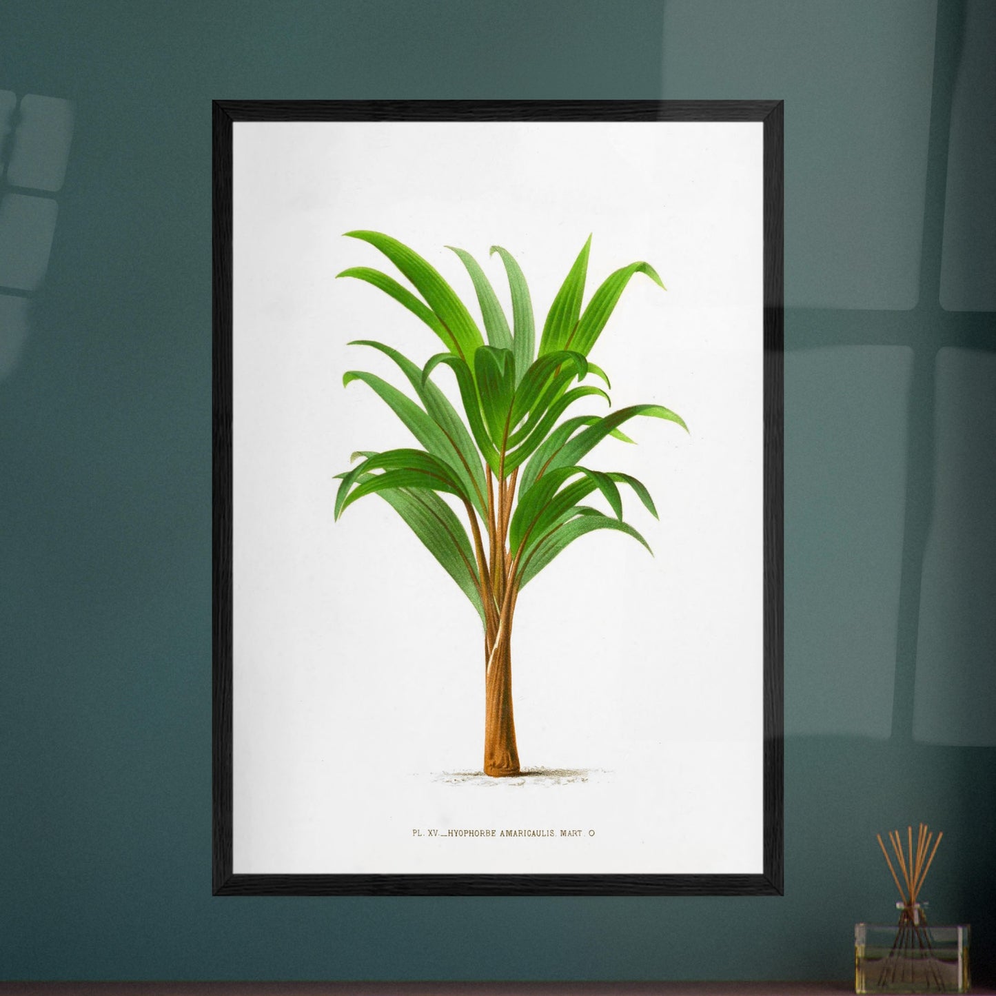Hyophorbe Amaricaulis - Planche botanique ancienne de l'île Bourbon. Illustration botanique ancienne d'un palmier Hyophorbe Amaricaulis aux feuilles vertes et au tronc brun. Image d'illustration 8