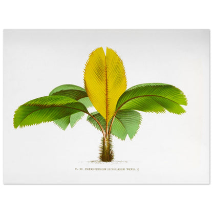 Planche botanique du Phoenicophorium Sechellarum des Seychelles (30x40 cm). Illustration botanique ancienne du palmier Phoenicophorium Sechellarum, aux feuilles vertes et une grande feuille centrale jaune.