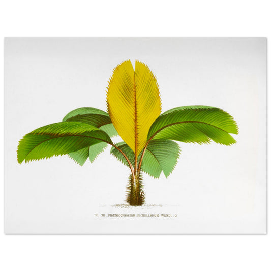 Planche botanique du Phoenicophorium Sechellarum des Seychelles (30x40 cm). Illustration botanique ancienne du palmier Phoenicophorium Sechellarum, aux feuilles vertes et une grande feuille centrale jaune.