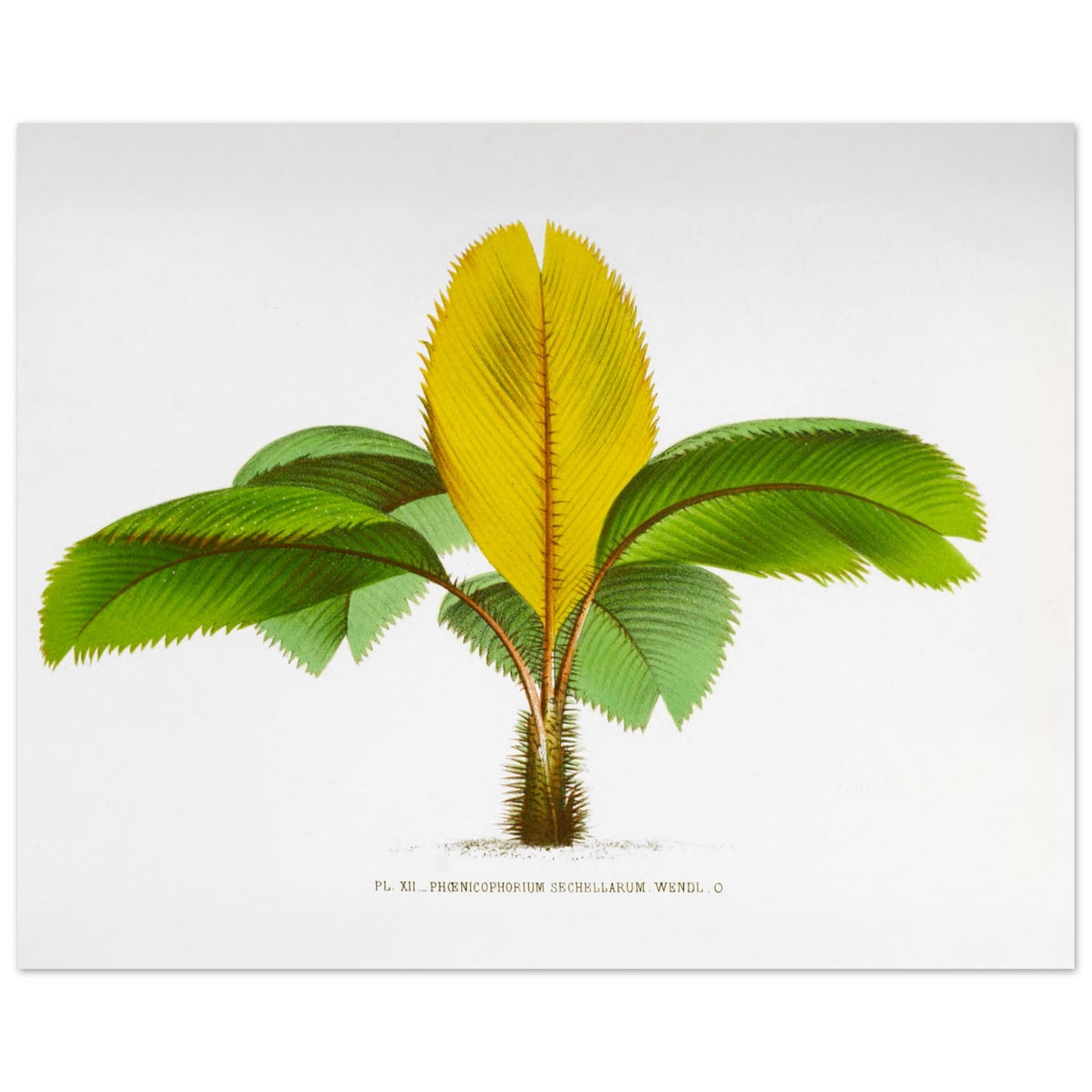 Planche botanique du Phoenicophorium Sechellarum des Seychelles (40x50 cm). Illustration botanique ancienne du palmier Phoenicophorium Sechellarum, aux feuilles vertes et une grande feuille centrale jaune.
