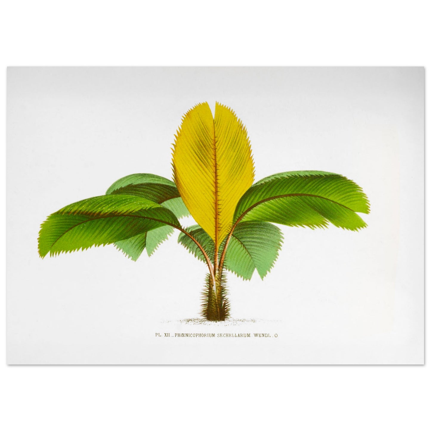 Planche botanique du Phoenicophorium Sechellarum des Seychelles (50x70 cm). Illustration botanique ancienne du palmier Phoenicophorium Sechellarum, aux feuilles vertes et une grande feuille centrale jaune.