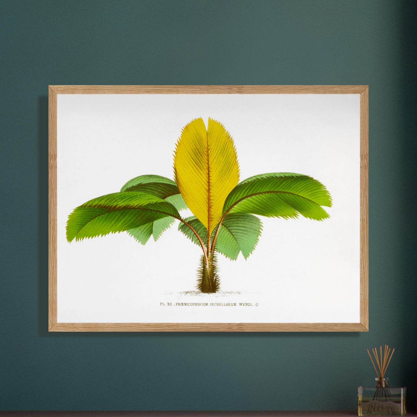 Planche botanique du Phoenicophorium Sechellarum des Seychelles. Illustration botanique ancienne du palmier Phoenicophorium Sechellarum, aux feuilles vertes et une grande feuille centrale jaune. Image d'illustration 8