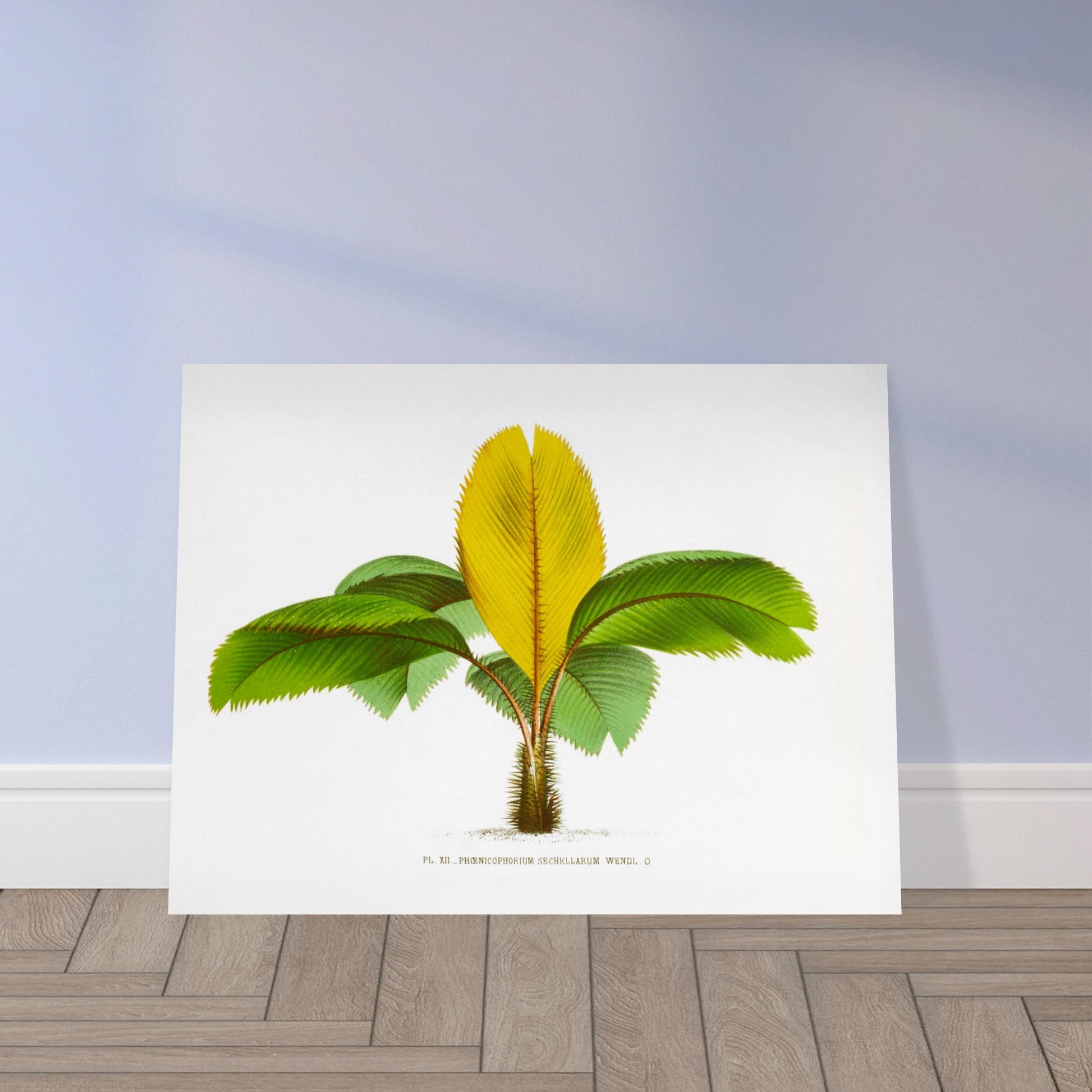 Planche botanique du Phoenicophorium Sechellarum des Seychelles. Illustration botanique ancienne du palmier Phoenicophorium Sechellarum, aux feuilles vertes et une grande feuille centrale jaune. Image d'illustration 9