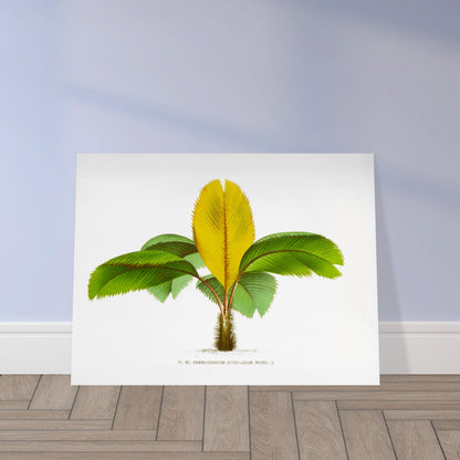Planche botanique du Phoenicophorium Sechellarum des Seychelles. Illustration botanique ancienne du palmier Phoenicophorium Sechellarum, aux feuilles vertes et une grande feuille centrale jaune. Image d'illustration 9