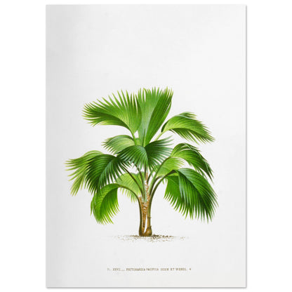 Planche botanique ancienne du palmier Pritchardia Pacifica (29,7x42 cm (A3)). Planche botanique ancienne de Pritchardia Pacifica, un palmier aux larges feuilles en éventail, illustré par De Pannemaker.