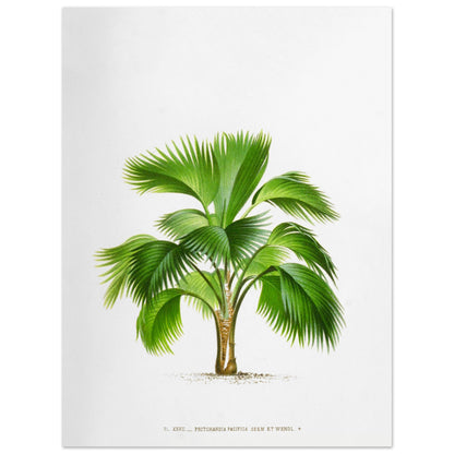 Planche botanique ancienne du palmier Pritchardia Pacifica (30x40 cm). Planche botanique ancienne de Pritchardia Pacifica, un palmier aux larges feuilles en éventail, illustré par De Pannemaker.