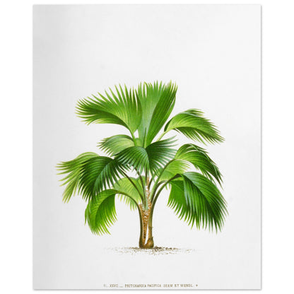 Planche botanique ancienne du palmier Pritchardia Pacifica (40x50 cm). Planche botanique ancienne de Pritchardia Pacifica, un palmier aux larges feuilles en éventail, illustré par De Pannemaker.