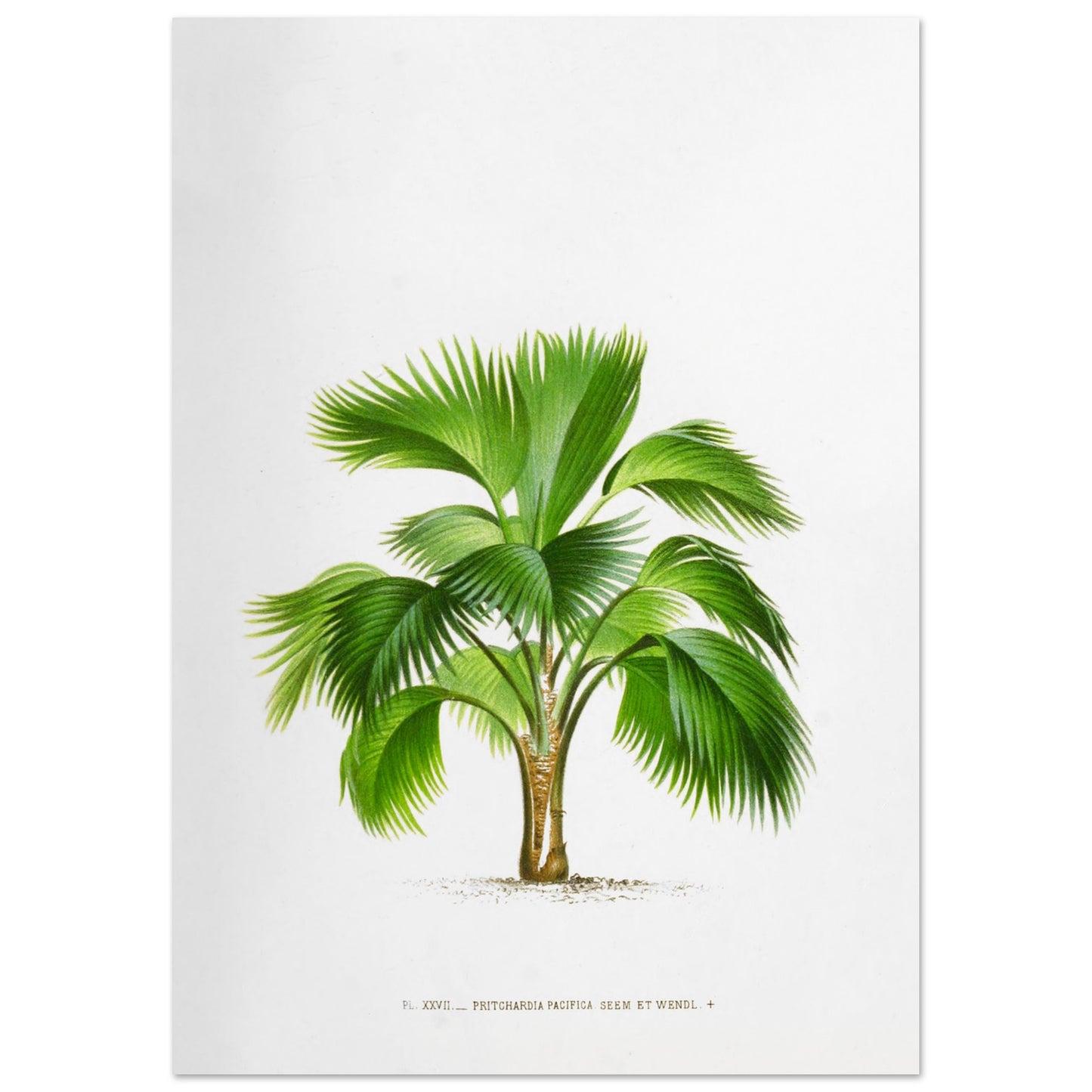Planche botanique ancienne du palmier Pritchardia Pacifica (42x59,4 cm (A2)). Planche botanique ancienne de Pritchardia Pacifica, un palmier aux larges feuilles en éventail, illustré par De Pannemaker.
