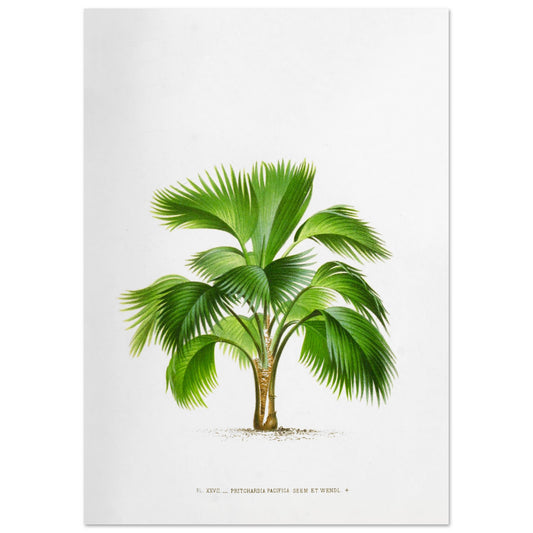 Planche botanique ancienne du palmier Pritchardia Pacifica (42x59,4 cm (A2)). Planche botanique ancienne de Pritchardia Pacifica, un palmier aux larges feuilles en éventail, illustré par De Pannemaker.