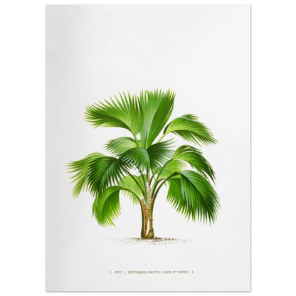 Planche botanique ancienne du palmier Pritchardia Pacifica (50x70 cm). Planche botanique ancienne de Pritchardia Pacifica, un palmier aux larges feuilles en éventail, illustré par De Pannemaker.