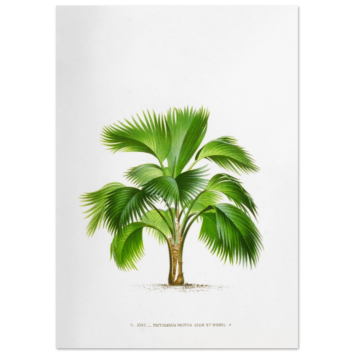 Planche botanique ancienne du palmier Pritchardia Pacifica (59,4x84,1 cm (A1)). Planche botanique ancienne de Pritchardia Pacifica, un palmier aux larges feuilles en éventail, illustré par De Pannemaker.