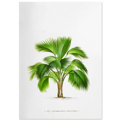 Planche botanique ancienne du palmier Pritchardia Pacifica (59,4x84,1 cm (A1)). Planche botanique ancienne de Pritchardia Pacifica, un palmier aux larges feuilles en éventail, illustré par De Pannemaker.