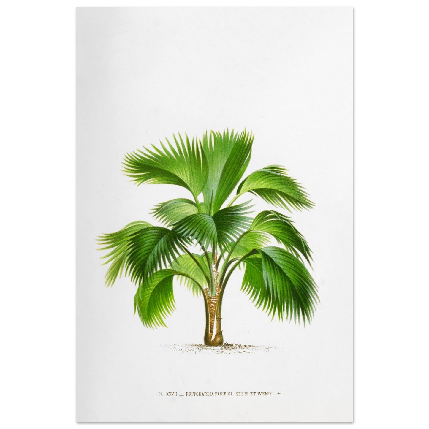 Planche botanique ancienne du palmier Pritchardia Pacifica (60x90 cm). Planche botanique ancienne de Pritchardia Pacifica, un palmier aux larges feuilles en éventail, illustré par De Pannemaker.