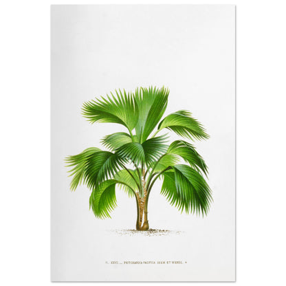 Planche botanique ancienne du palmier Pritchardia Pacifica (60x90 cm). Planche botanique ancienne de Pritchardia Pacifica, un palmier aux larges feuilles en éventail, illustré par De Pannemaker.