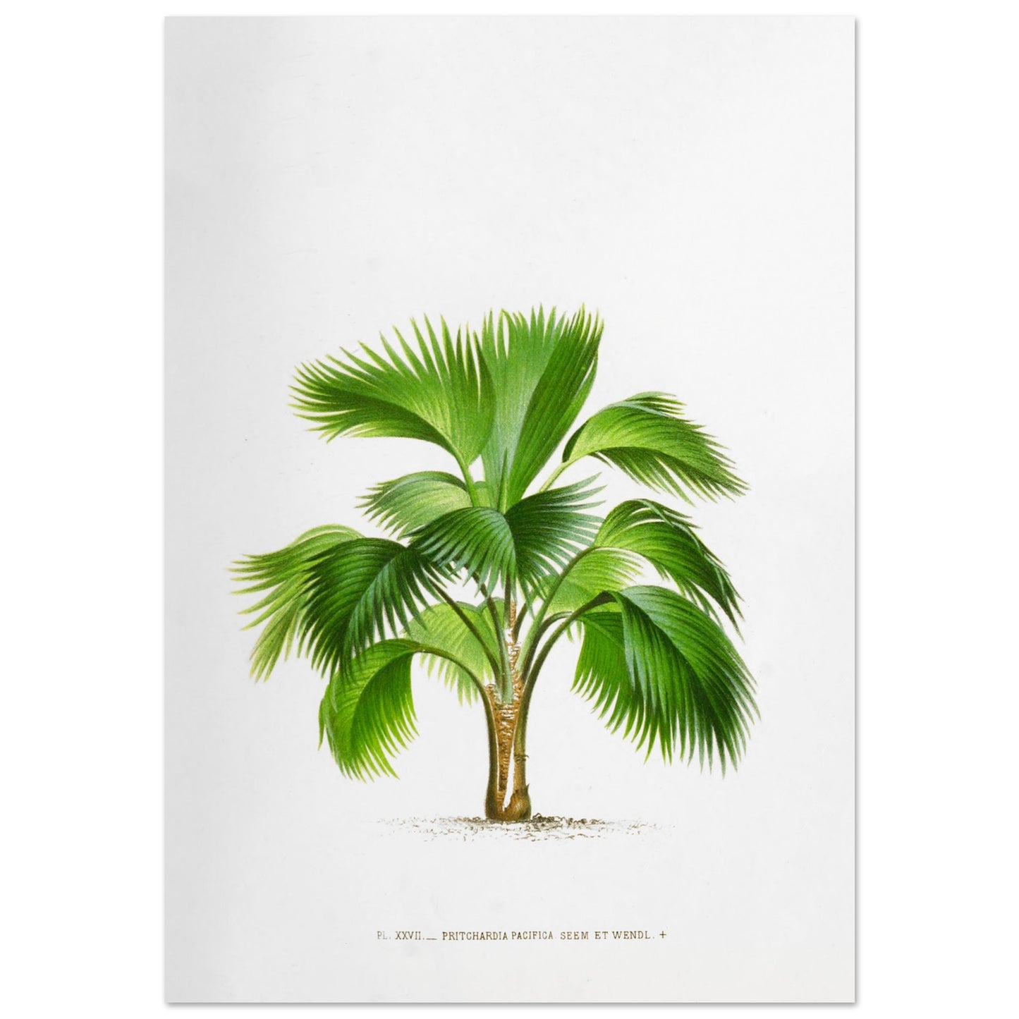 Planche botanique ancienne du palmier Pritchardia Pacifica (70x100 cm). Planche botanique ancienne de Pritchardia Pacifica, un palmier aux larges feuilles en éventail, illustré par De Pannemaker.