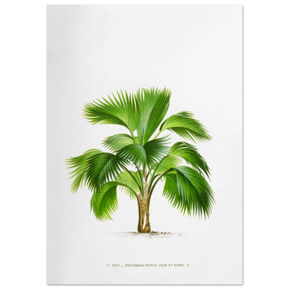 Planche botanique ancienne du palmier Pritchardia Pacifica (70x100 cm). Planche botanique ancienne de Pritchardia Pacifica, un palmier aux larges feuilles en éventail, illustré par De Pannemaker.