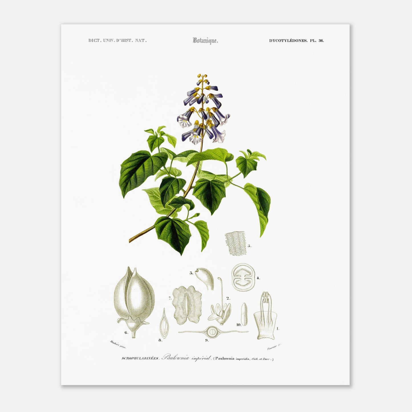 Planche botanique ancienne : Paulownia impérial par Charles d'Orbigny (40x50 cm). Illustration botanique ancienne montrant une branche de paulownia impérial avec des fleurs violettes et vertes, accompagnée de dessins détaillés de ses différentes parties.