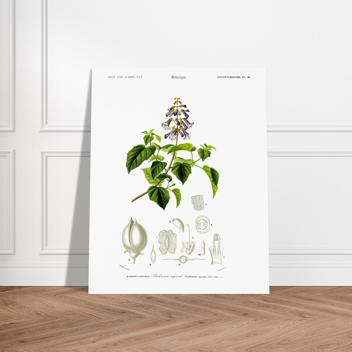 Planche botanique ancienne : Paulownia impérial par Charles d'Orbigny. Illustration botanique ancienne montrant une branche de paulownia impérial avec des fleurs violettes et vertes, accompagnée de dessins détaillés de ses différentes parties. Image d'illustration 5