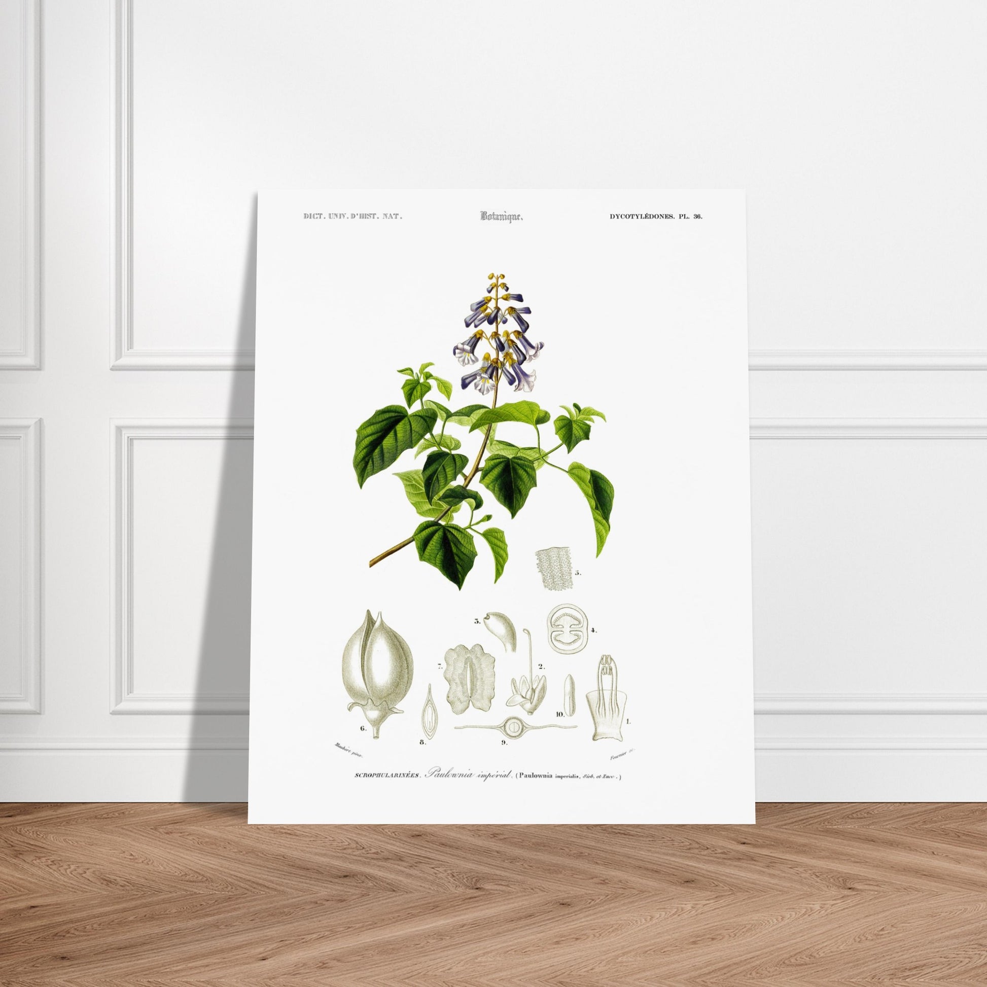 Planche botanique ancienne : Paulownia impérial par Charles d'Orbigny. Illustration botanique ancienne montrant une branche de paulownia impérial avec des fleurs violettes et vertes, accompagnée de dessins détaillés de ses différentes parties. Image d'illustration 5
