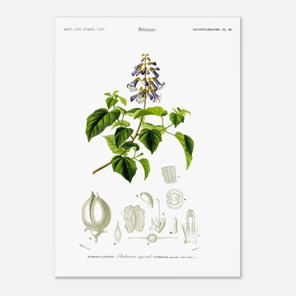 Planche botanique ancienne : Paulownia impérial par Charles d'Orbigny (50x70 cm). Illustration botanique ancienne montrant une branche de paulownia impérial avec des fleurs violettes et vertes, accompagnée de dessins détaillés de ses différentes parties.