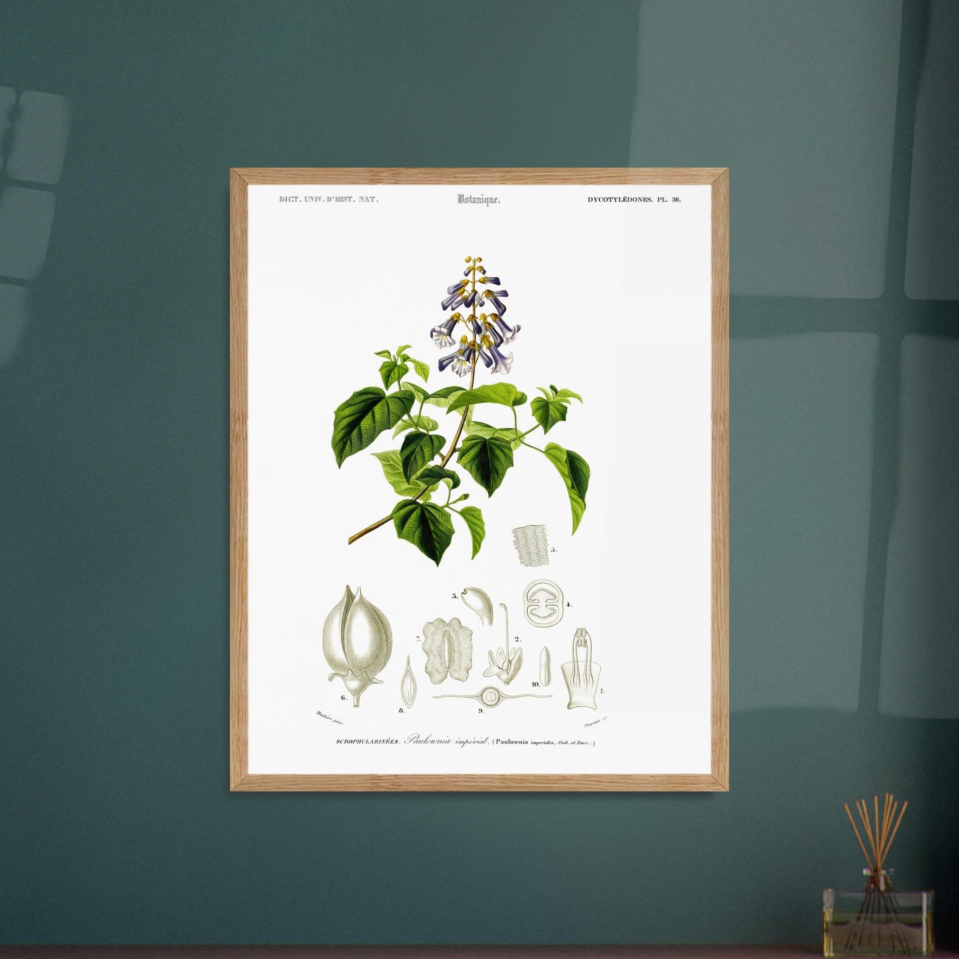 Planche botanique ancienne : Paulownia impérial par Charles d'Orbigny. Illustration botanique ancienne montrant une branche de paulownia impérial avec des fleurs violettes et vertes, accompagnée de dessins détaillés de ses différentes parties. Image d'illustration 6