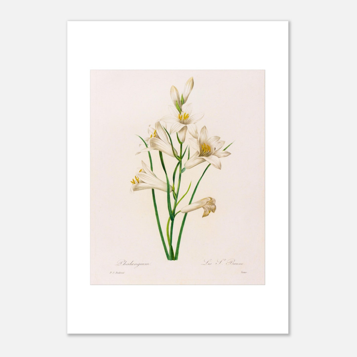 Planche botanique Phalangium par Pierre-Joseph Redouté (21x29,7 cm (A4)). Gravure botanique ancienne de Pierre-Joseph Redouté représentant plusieurs fleurs de lys blanches avec des touches de jaune, des feuilles vertes et des tiges.