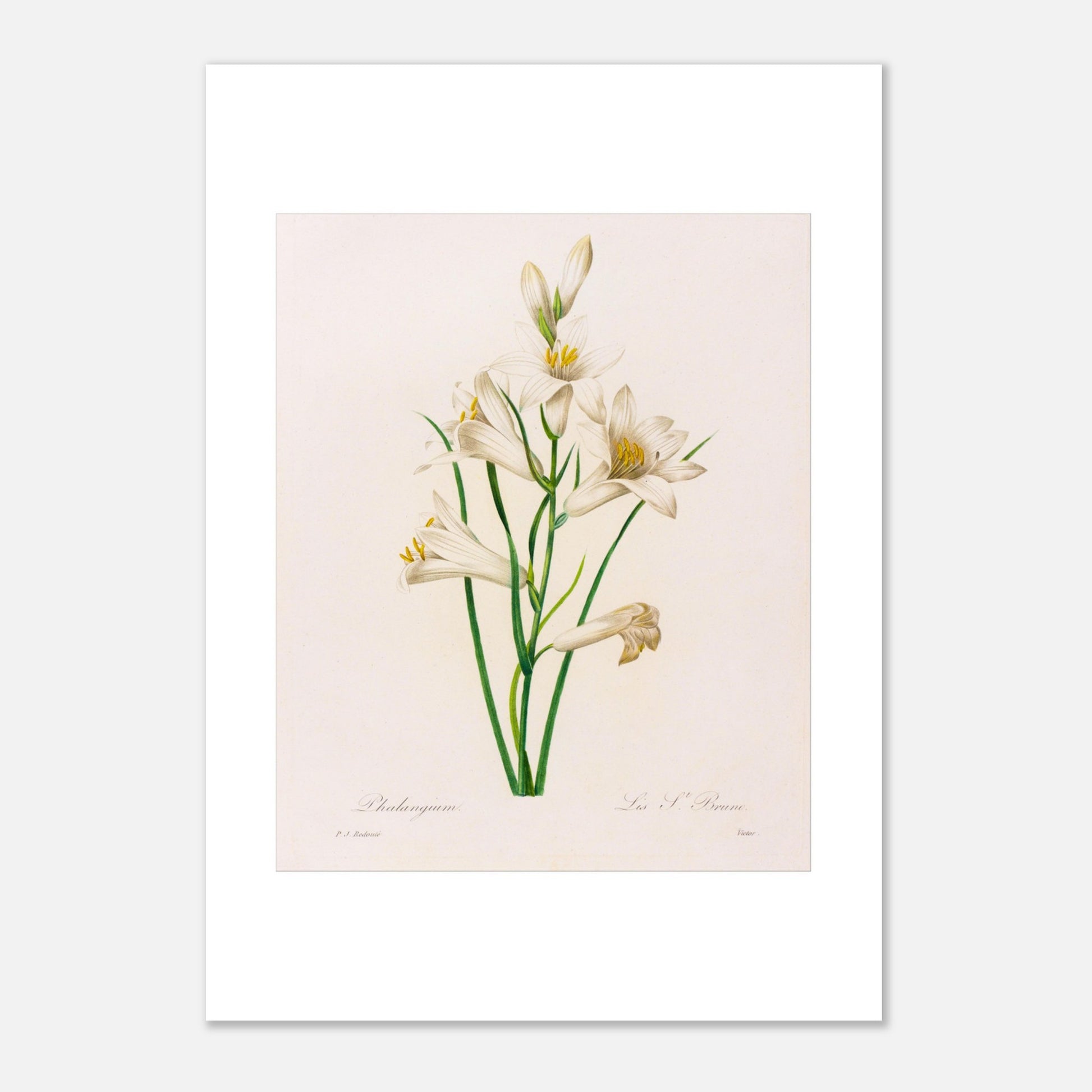 Planche botanique Phalangium par Pierre-Joseph Redouté (21x29,7 cm (A4)). Gravure botanique ancienne de Pierre-Joseph Redouté représentant plusieurs fleurs de lys blanches avec des touches de jaune, des feuilles vertes et des tiges.