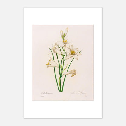 Planche botanique Phalangium par Pierre-Joseph Redouté (21x29,7 cm (A4)). Gravure botanique ancienne de Pierre-Joseph Redouté représentant plusieurs fleurs de lys blanches avec des touches de jaune, des feuilles vertes et des tiges.