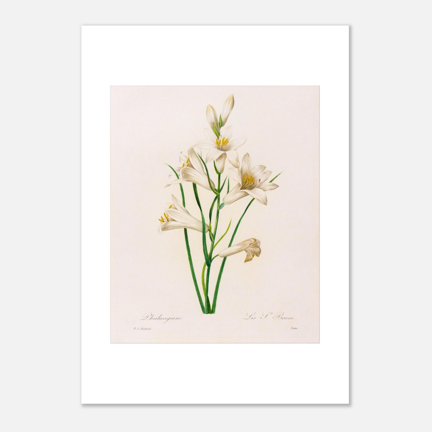 Planche botanique Phalangium par Pierre-Joseph Redouté (29,7x42 cm (A3)). Gravure botanique ancienne de Pierre-Joseph Redouté représentant plusieurs fleurs de lys blanches avec des touches de jaune, des feuilles vertes et des tiges.